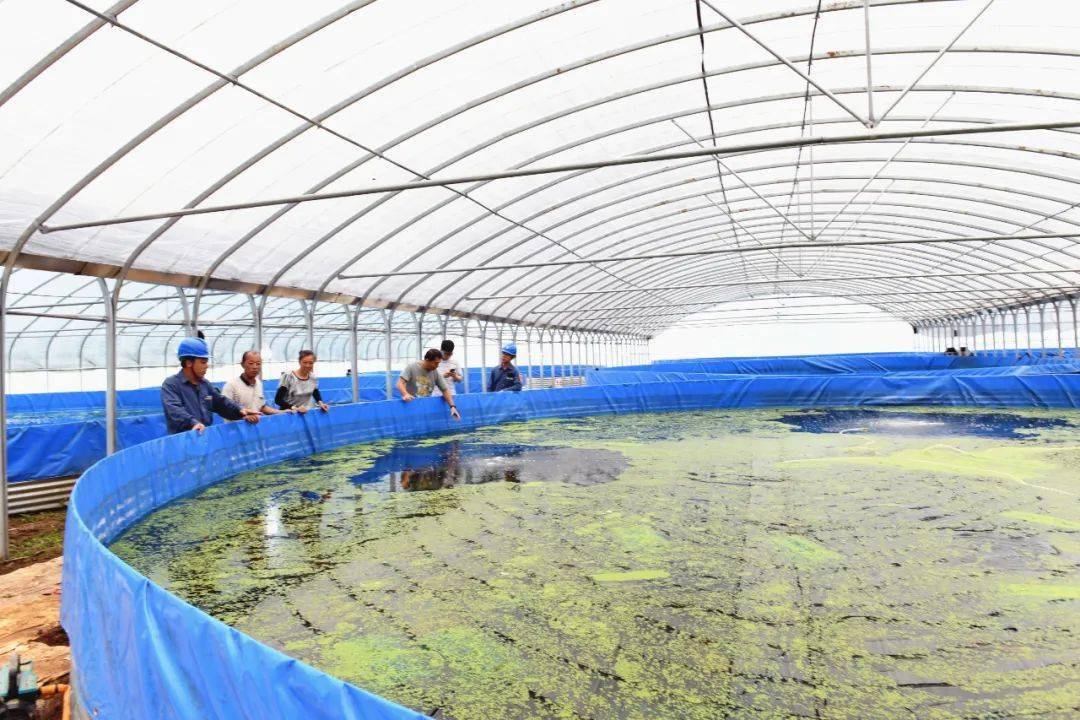 一方方规整的虾塘,一排排错落有致的大棚,一台台忙碌的打氧机.