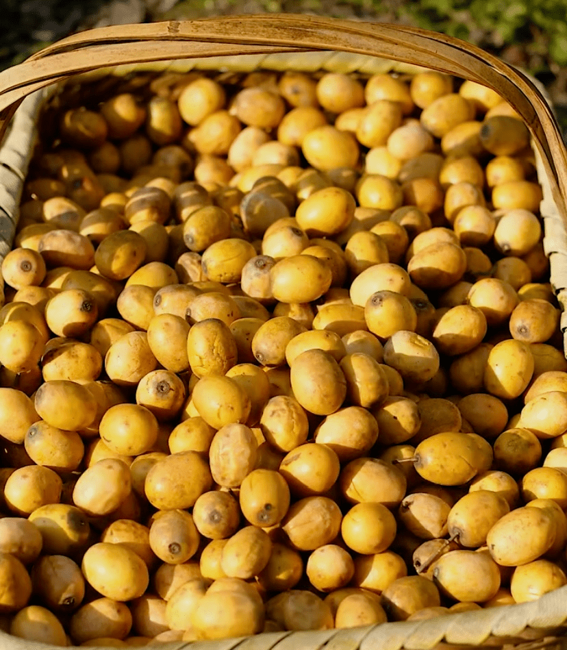 80的人没吃过的擂枣饼传承千年维生素c丸枣中之王