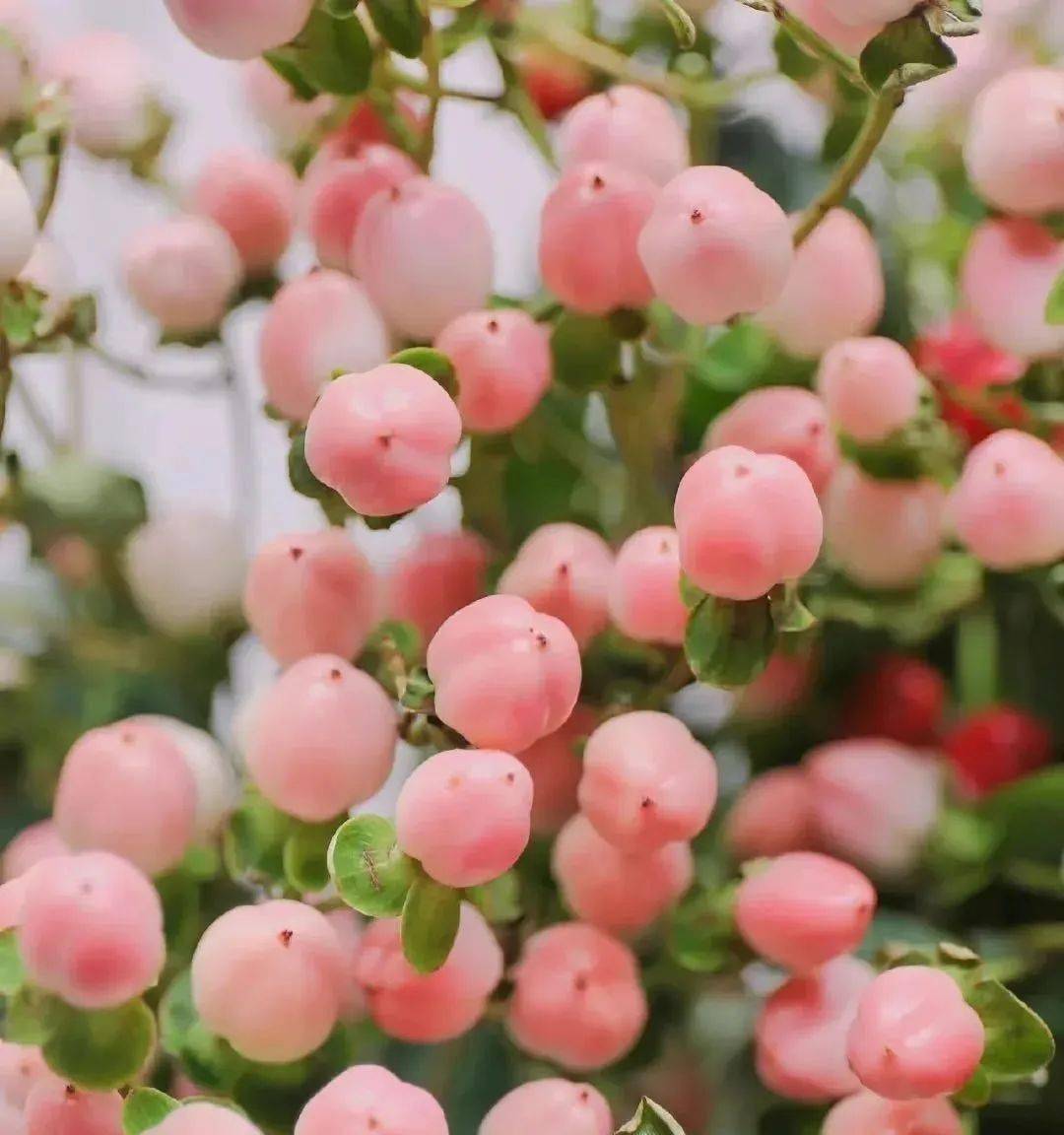 让人忍不住想咬一口.粉色娇嫩,好像水蜜桃,也称为相思豆,火龙珠.