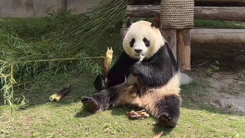 上海野生動物園直播出圈動物直播緣何爆火