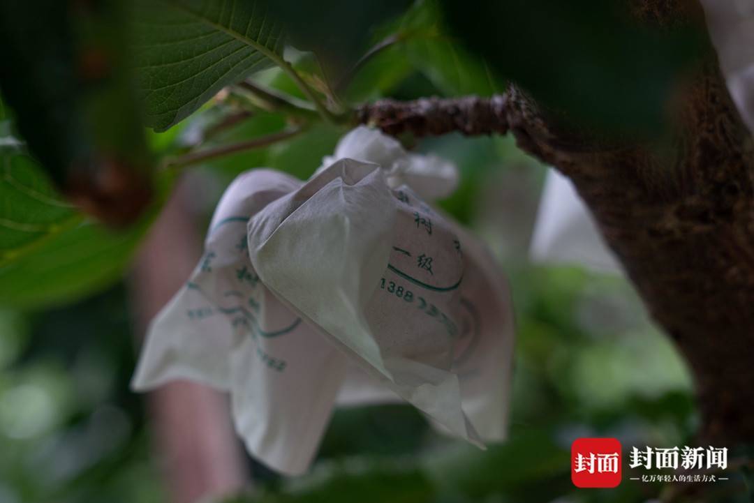 车厘子穿"防晒装" 铺膜套袋似白雪_汉源_防雨布_四川