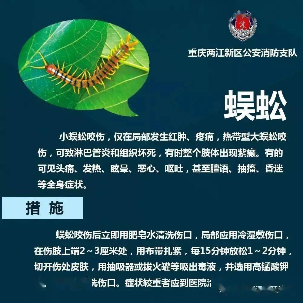 中国最毒的昆虫毒素图片
