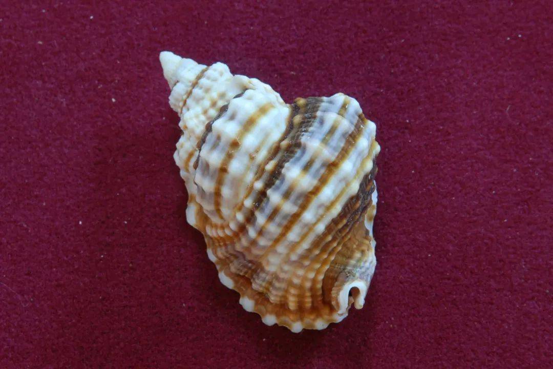 小贝壳大世界珍稀贝壳线上微展览