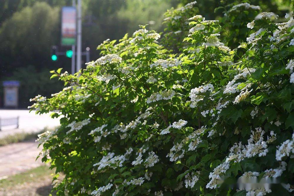 渠阳百花赏21洁白如雪的天目琼花