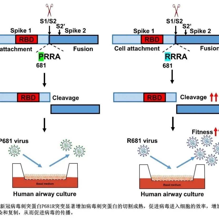 Cell Reports | 刘洋等揭示新冠病毒Delta株刺突蛋白P681R突变增强感染机制_研究_能力_Alpha