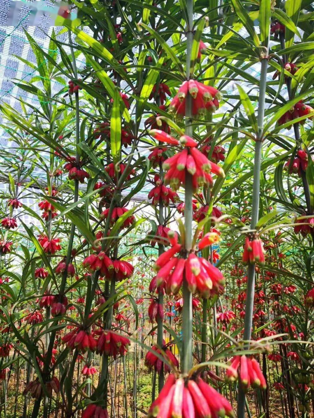 这些开花的中草药,你都见过吗?_种植_爱尼山乡_中药材