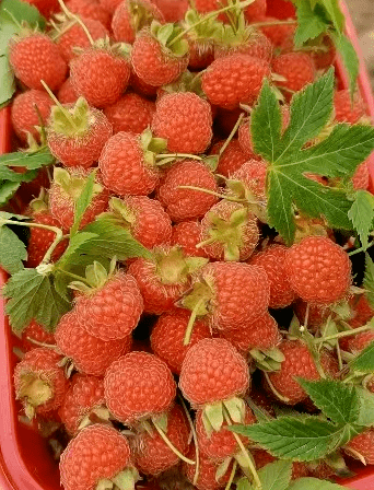 覆盆子有覆盆莓,树莓,野莓,木莓等很多别名植株的枝干上长有倒钩刺