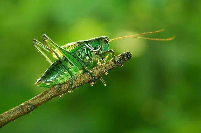 花鸟画参考素材欣赏蝈蝈