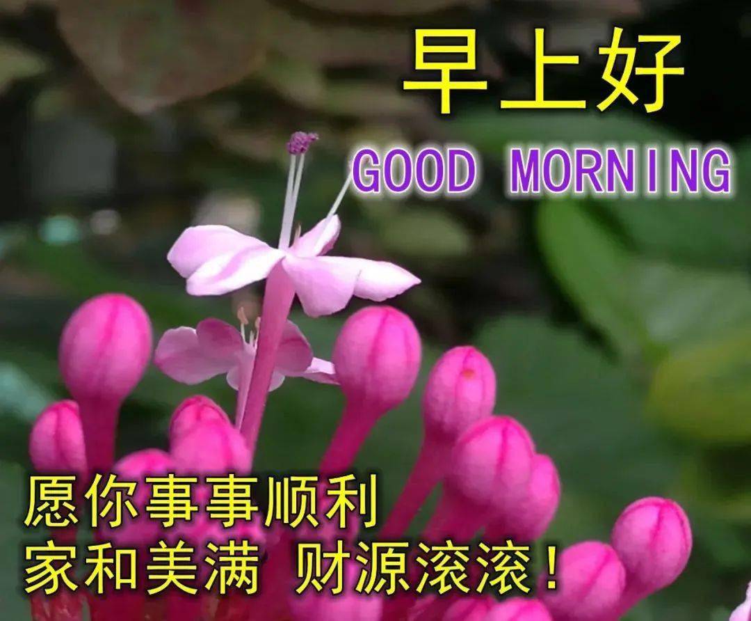 8张最新清晨问候大家早上好的漂亮鲜花图片,夏日早上好温馨祝福语录