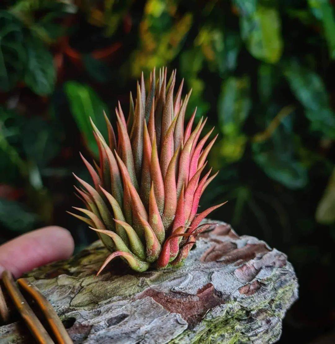 2 Tillandsias Rojas (plantas De Aire) - Para Interior O Exterior, No Necesitan Tierra