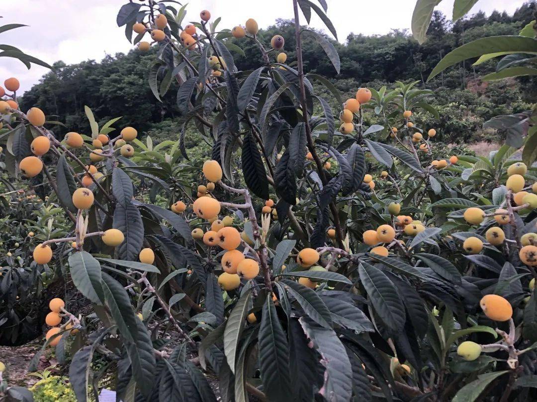 现在,北川圣灯山数千亩高山有机枇杷正享受着初夏的阳光雨露,长得又大