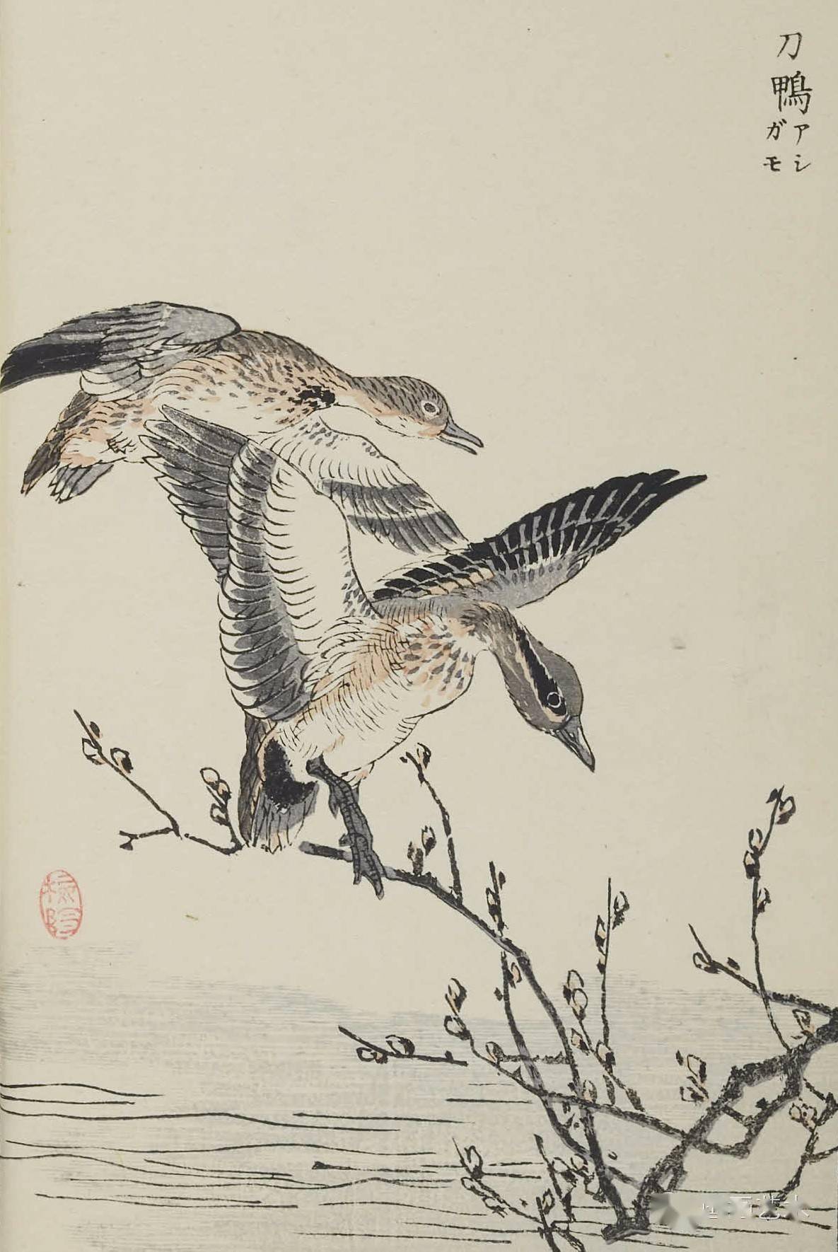 画谱精选生动传神的梅岭百鸟画谱