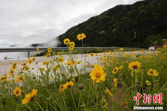 浙江景宁云端山路花浪漫