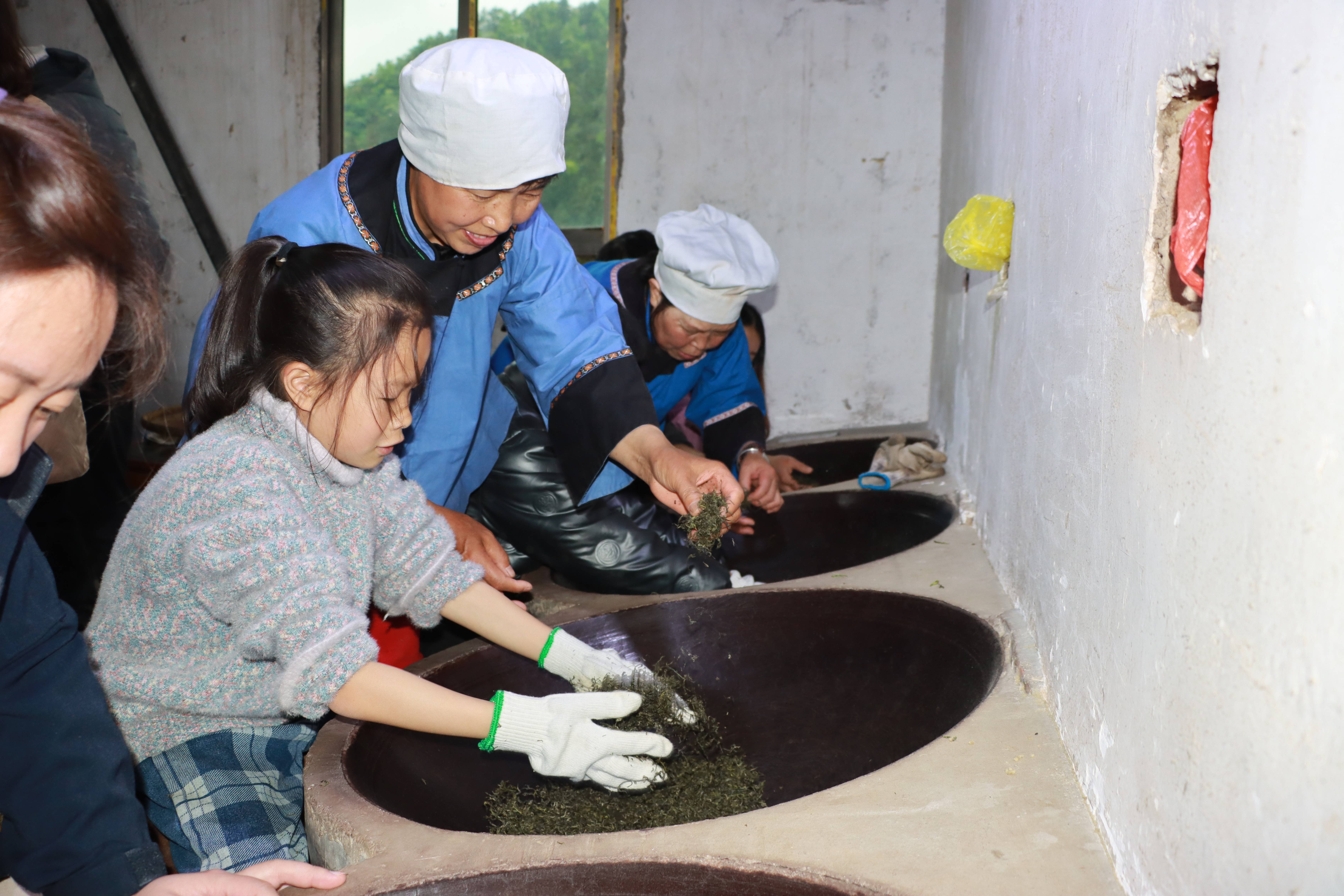 從柴火茶到電製茶看都勻毛尖黔貨出山