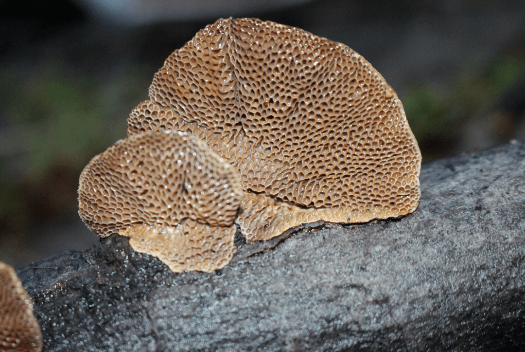 颜色鲜艳就是毒蘑菇?没你想得那么简单!_图片_蜂窝_黄白