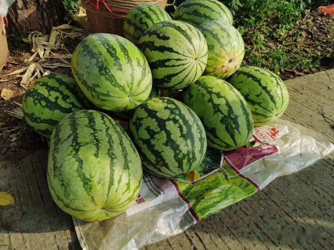 夏天的味道你心心念念的白石西瓜上市啦