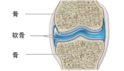 软骨示意图图片