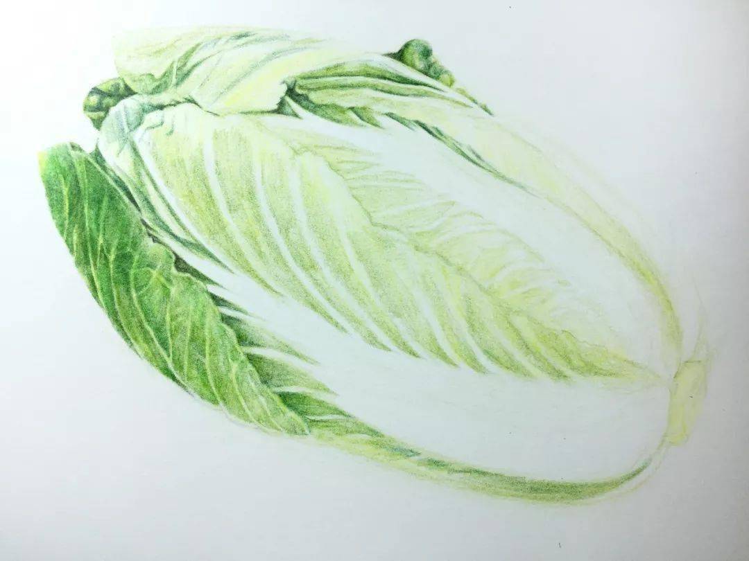 大白菜怎么画彩铅图片