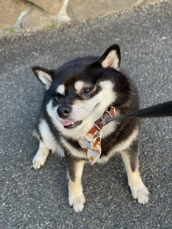 今天跟大家分享的这只「黑柴拒否犬」,算是网路上