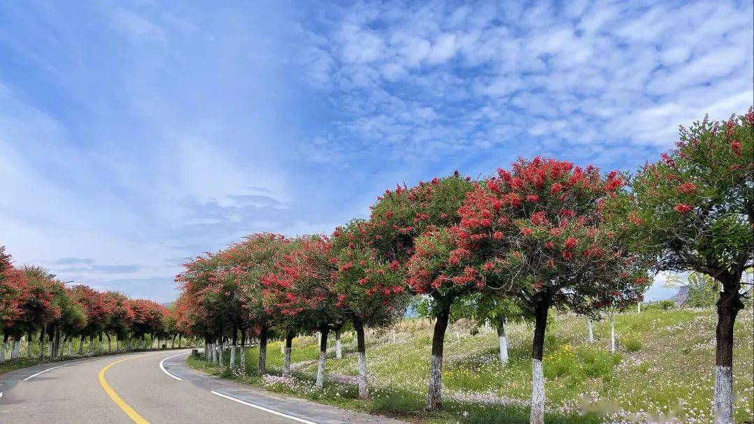 红艳艳湿地现夏日花路鸡冠刺桐花开红胜火