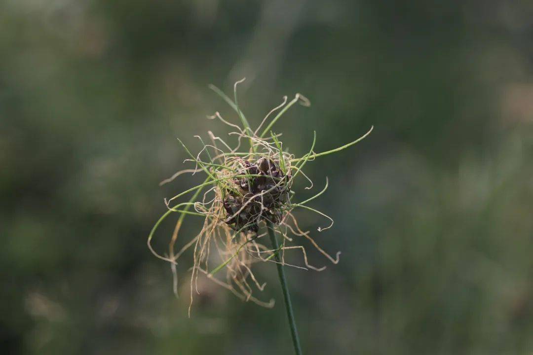 滴水岩上的小根蒜开花了