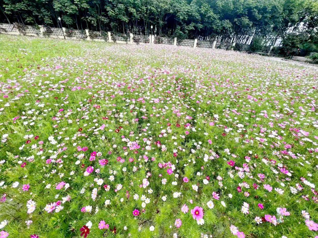 格桑花、马鞭草、虞美人……上海嘉定多片花海浪漫盛放！