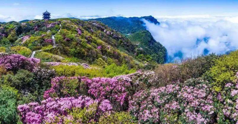 巴渝风|到金佛山 赏高山杜鹃的奇美花事_龙岩_詹钧_南川区