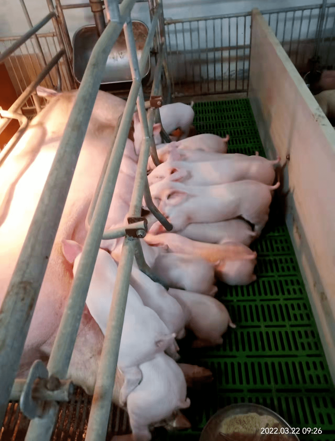 让猪场在用"好精"的同时,也能"用好"精_生产_服务_母猪