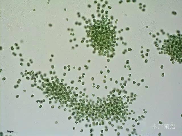 的一个蓝菌的属,其中包含会造成有害藻华的铜绿微囊藻(microcystis
