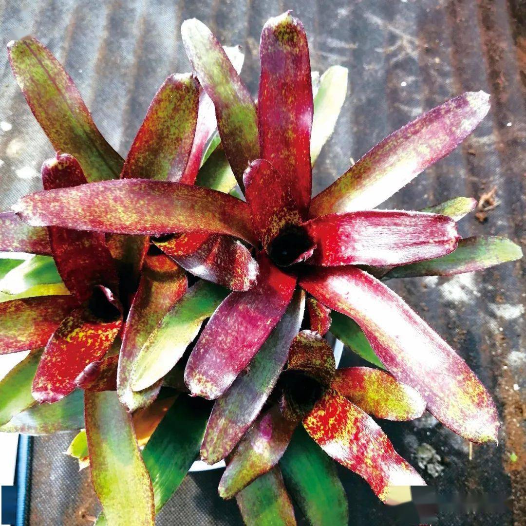 具优良观赏性的小型彩叶凤梨新品