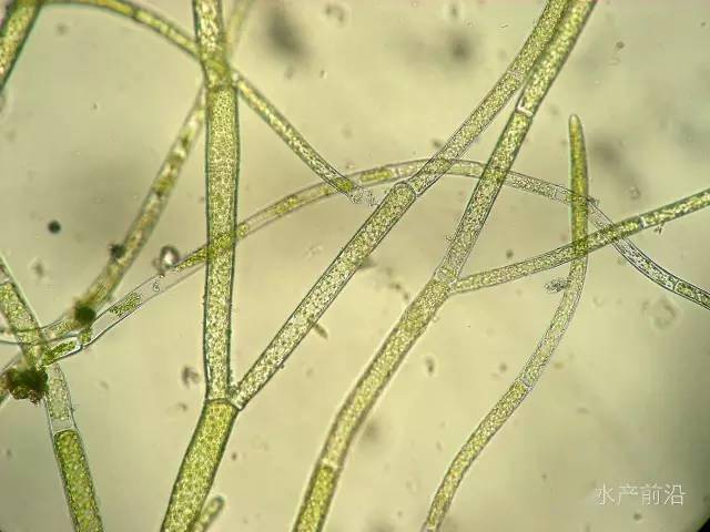 刚毛藻(cladophora)为绿藻纲,刚毛藻科