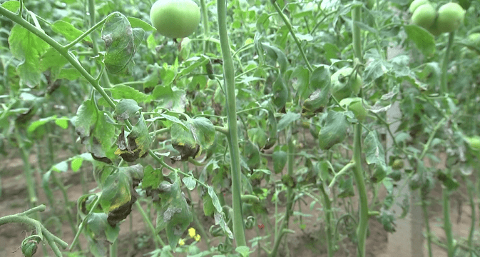 喷了几次药也不管事,一半以上的叶片都因为病害剪掉了,西红柿的膨果转