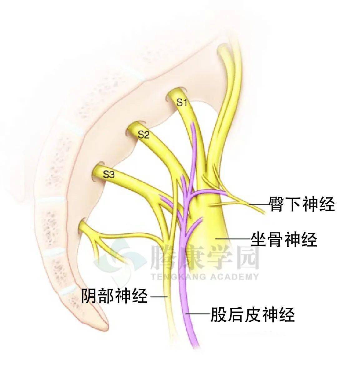 大腿后部疼痛的神经