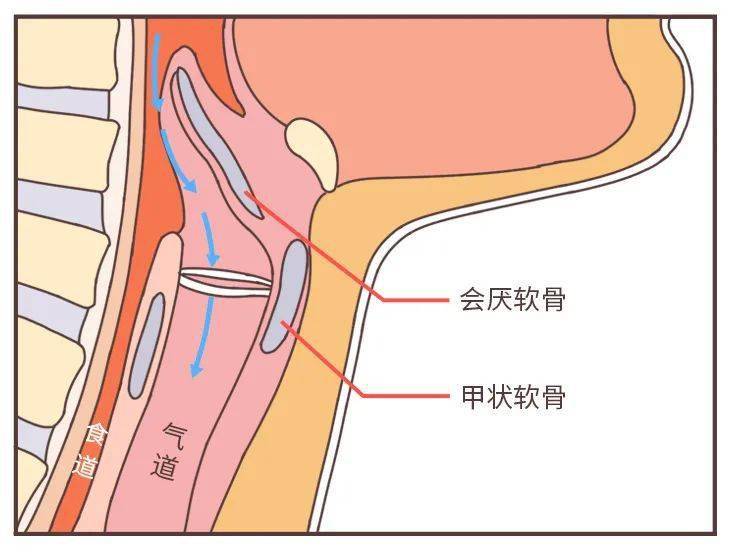 就需要一個蓋子將氣道蓋上防止食物跑錯路與甲狀軟骨相連的會厭軟骨就