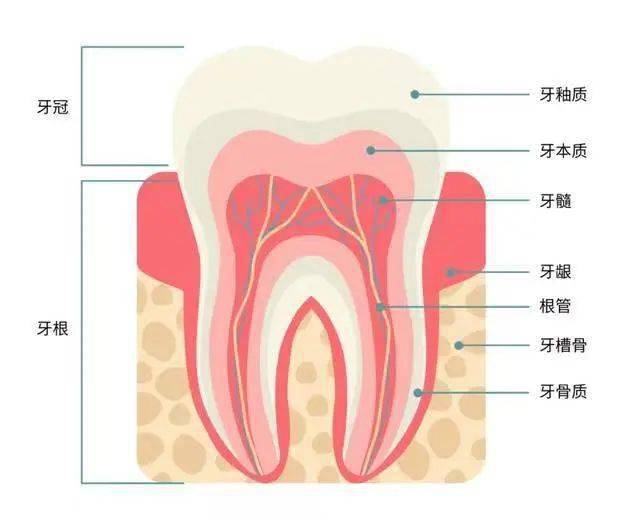 釉牙骨质界图片