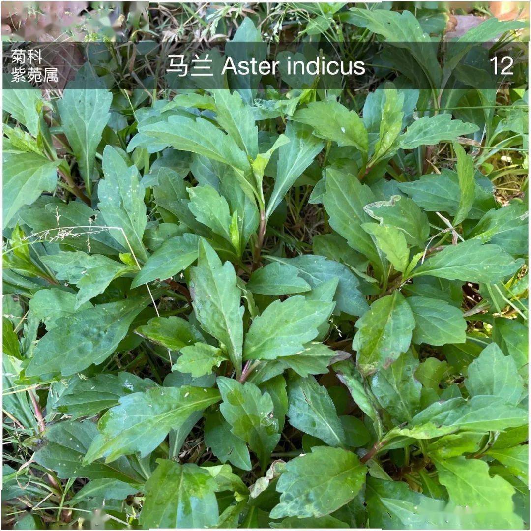 小区里的84种草药43种野菜