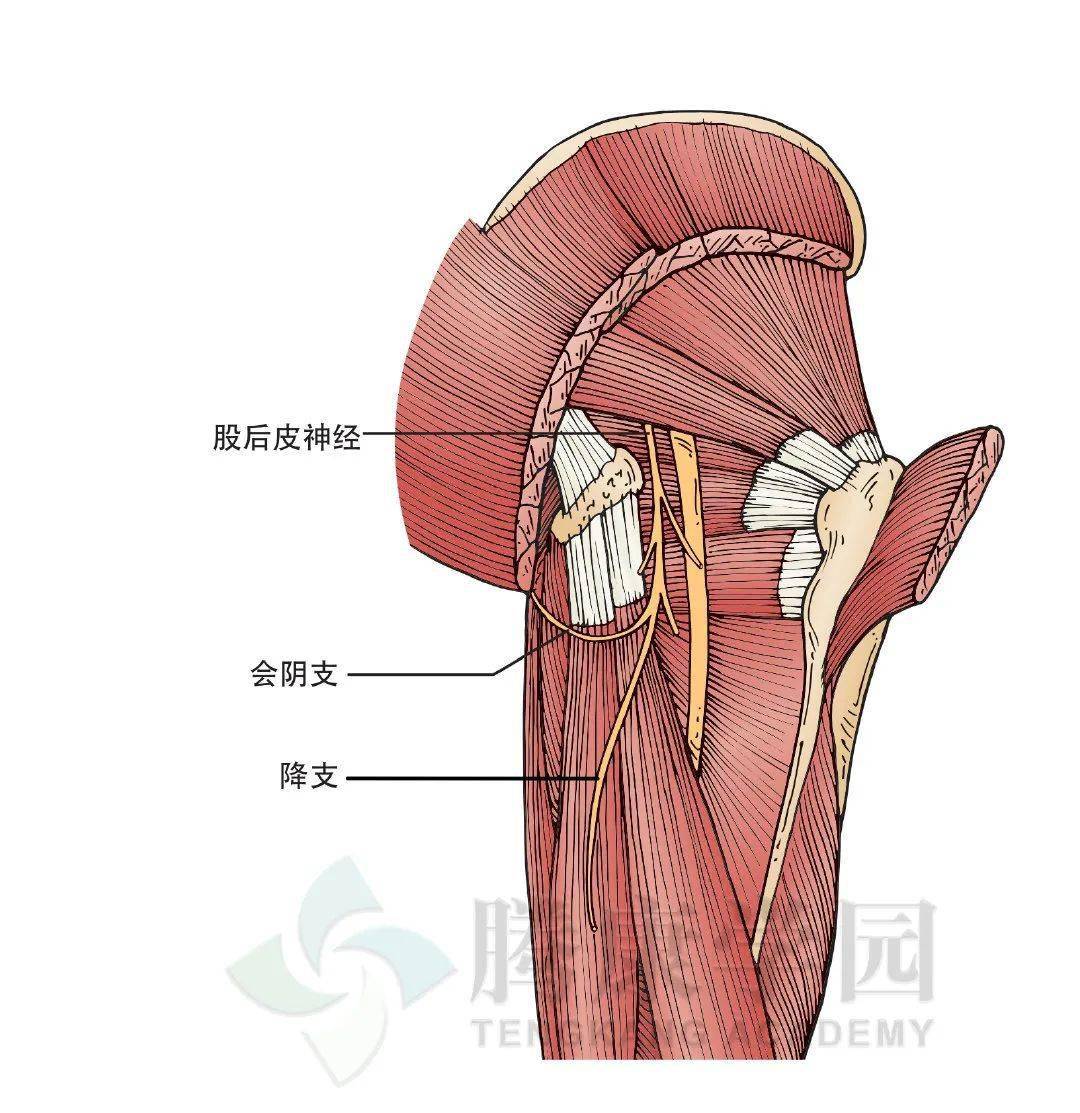 大腿后部疼痛的神经