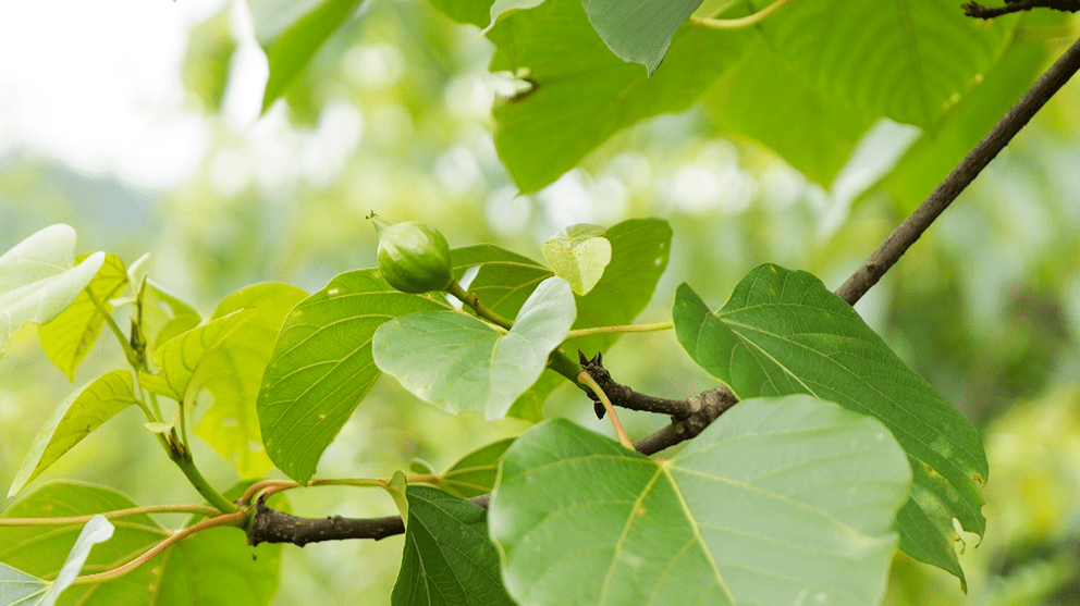 大美苗乡新松桃牛郎镇种好油桐树拓宽增收路