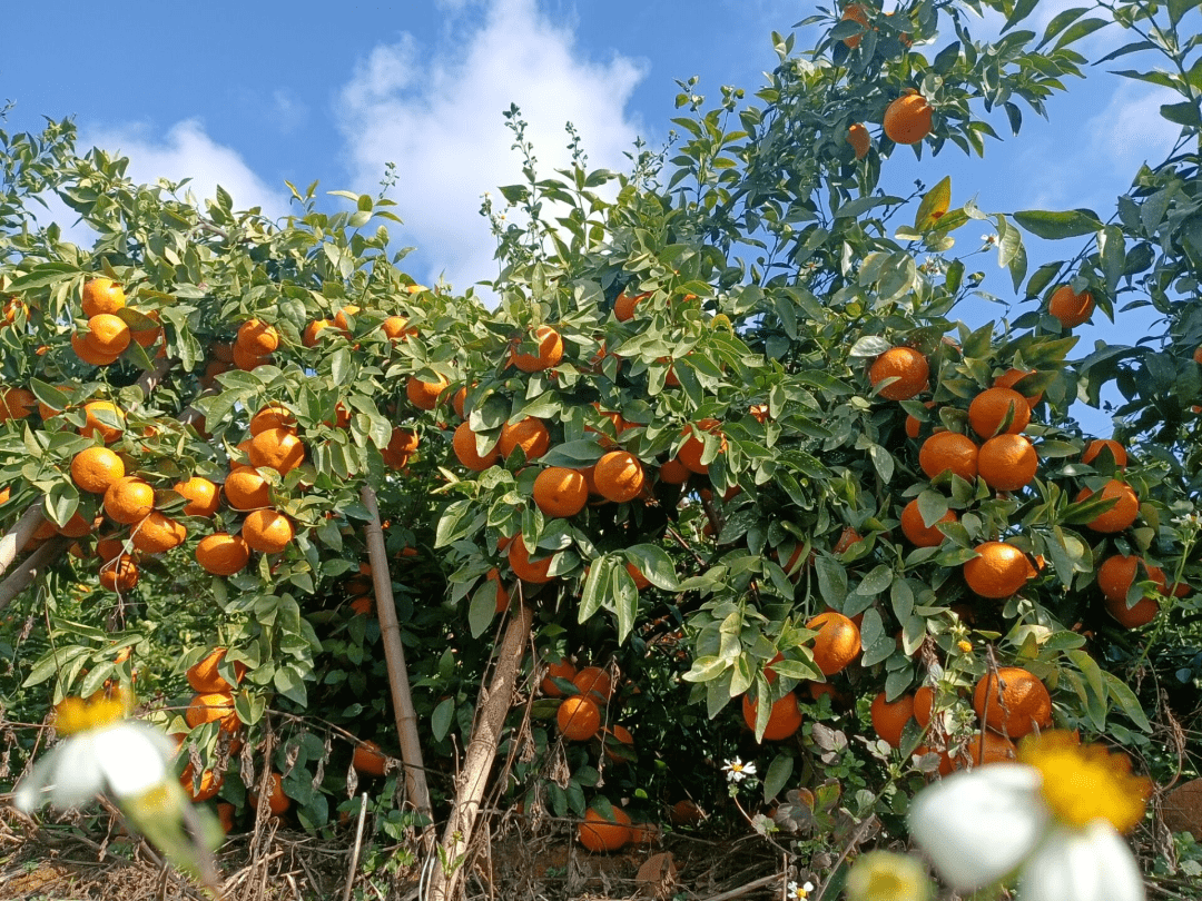 88億元涉農資金激發鄉村振興活力_紅河谷_項目_彩雲