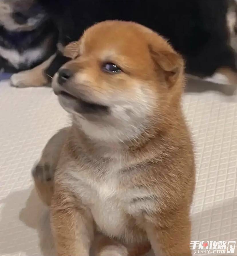 修勾什么梗_小狗_勾是_谐音