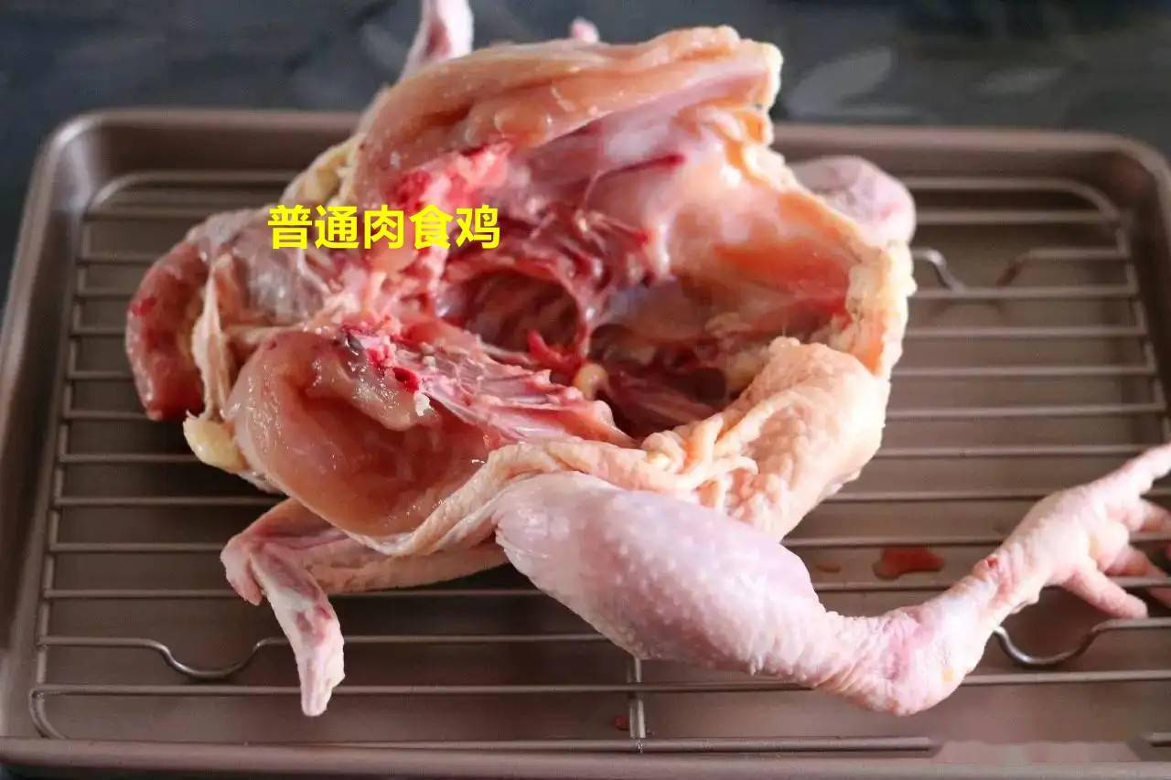 肉食鸡对人体的伤害图片