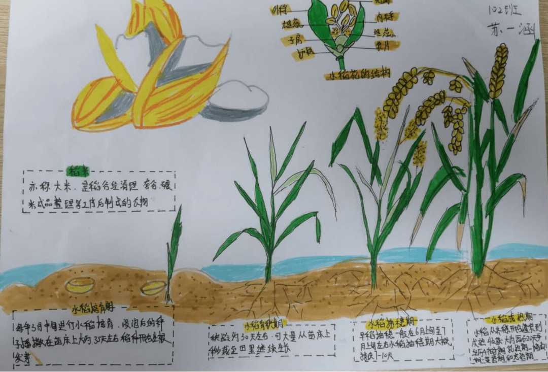 描写植物的读书笔记图片