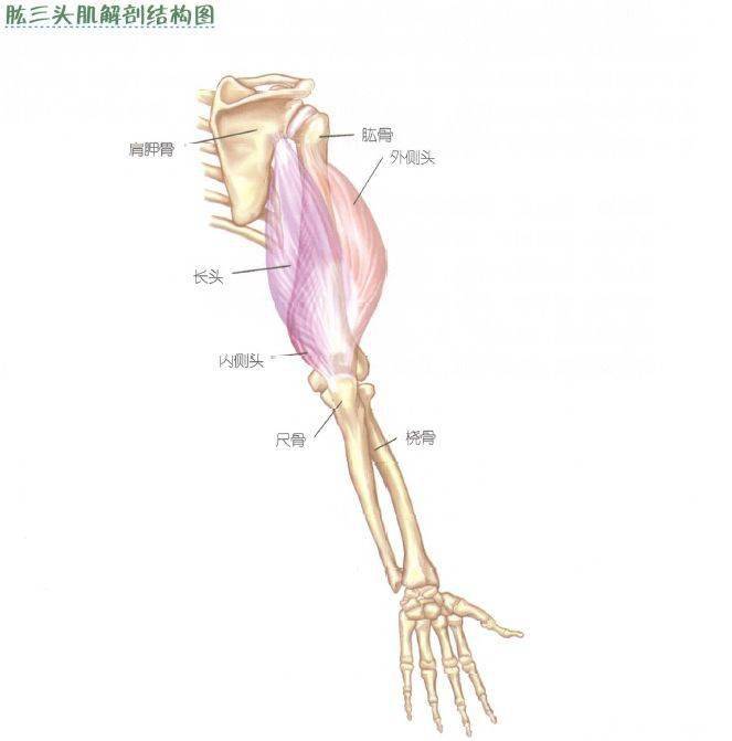 前臂图解图片