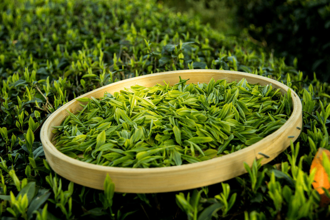 全域旅游 相约徽州|好山好水出好茶,与茶为伴,茶香满山_茶叶_过程