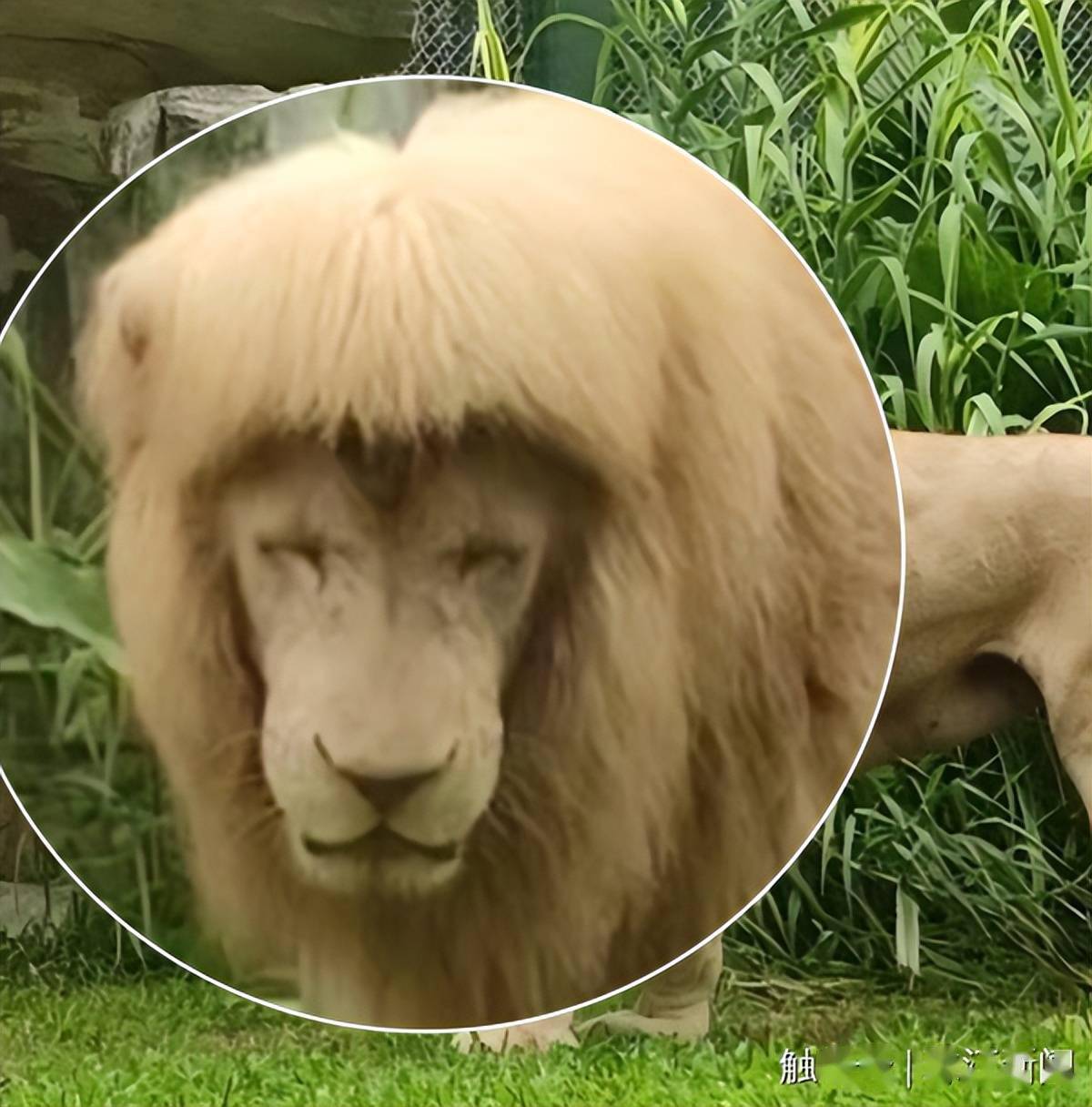 广州动物园介绍道,白狮又叫"白化非洲狮",是克鲁格狮的变种,产于非洲.