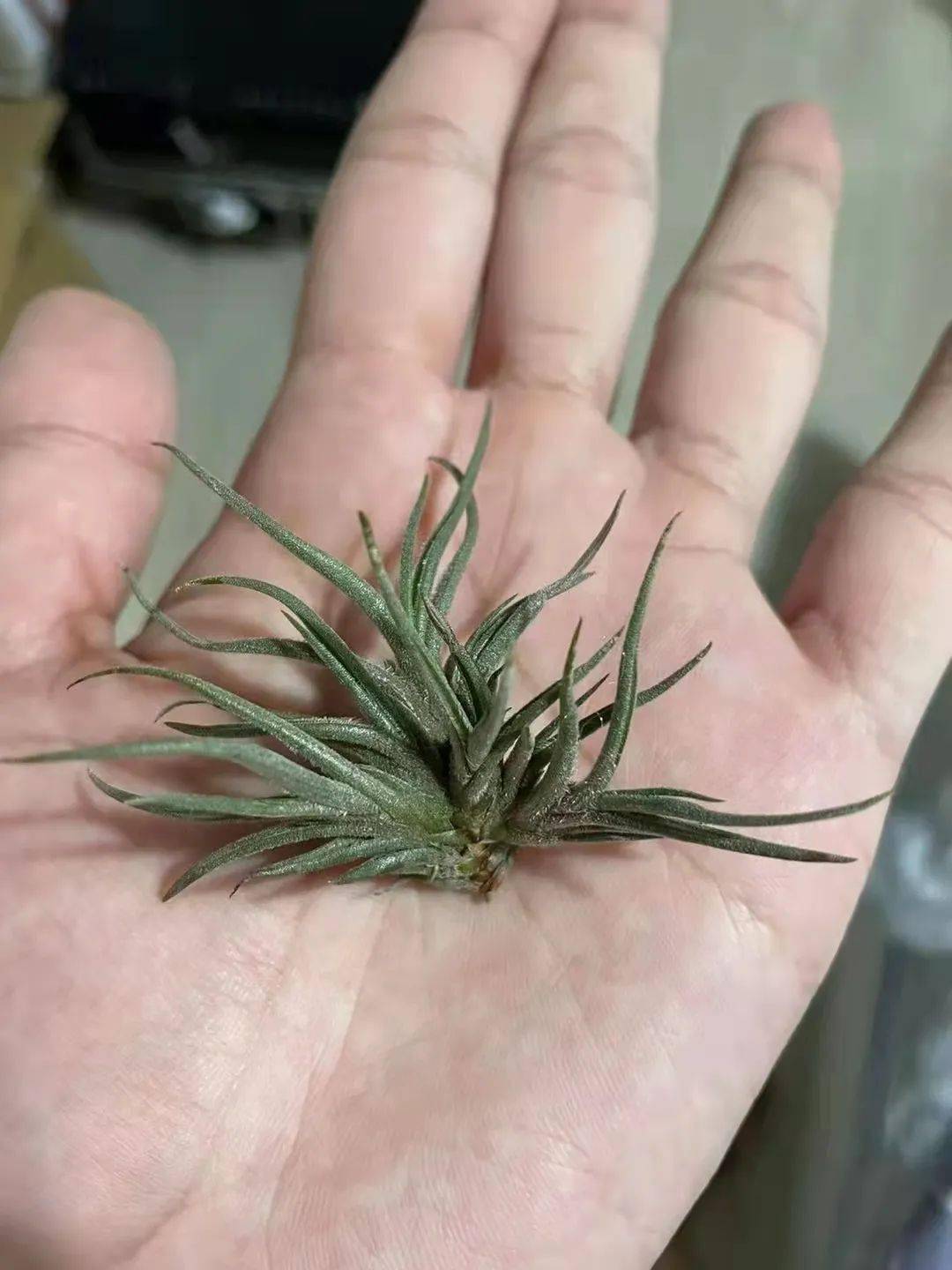 空气凤梨欣赏分享一些近期大家提供的微型种空气凤梨图片