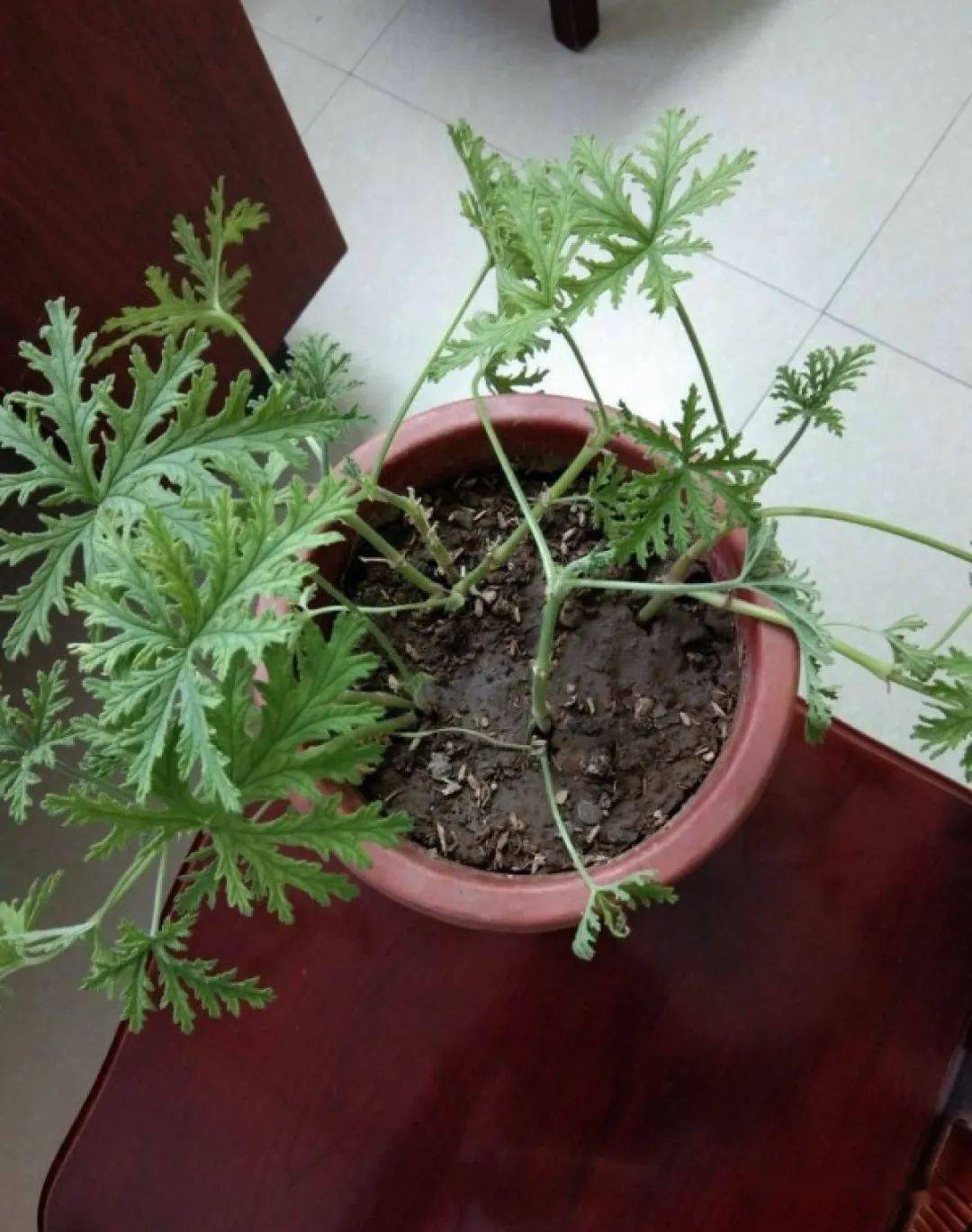 有些花友说买过驱蚊草根本没啥效果一般有两个原因一是买到了假的