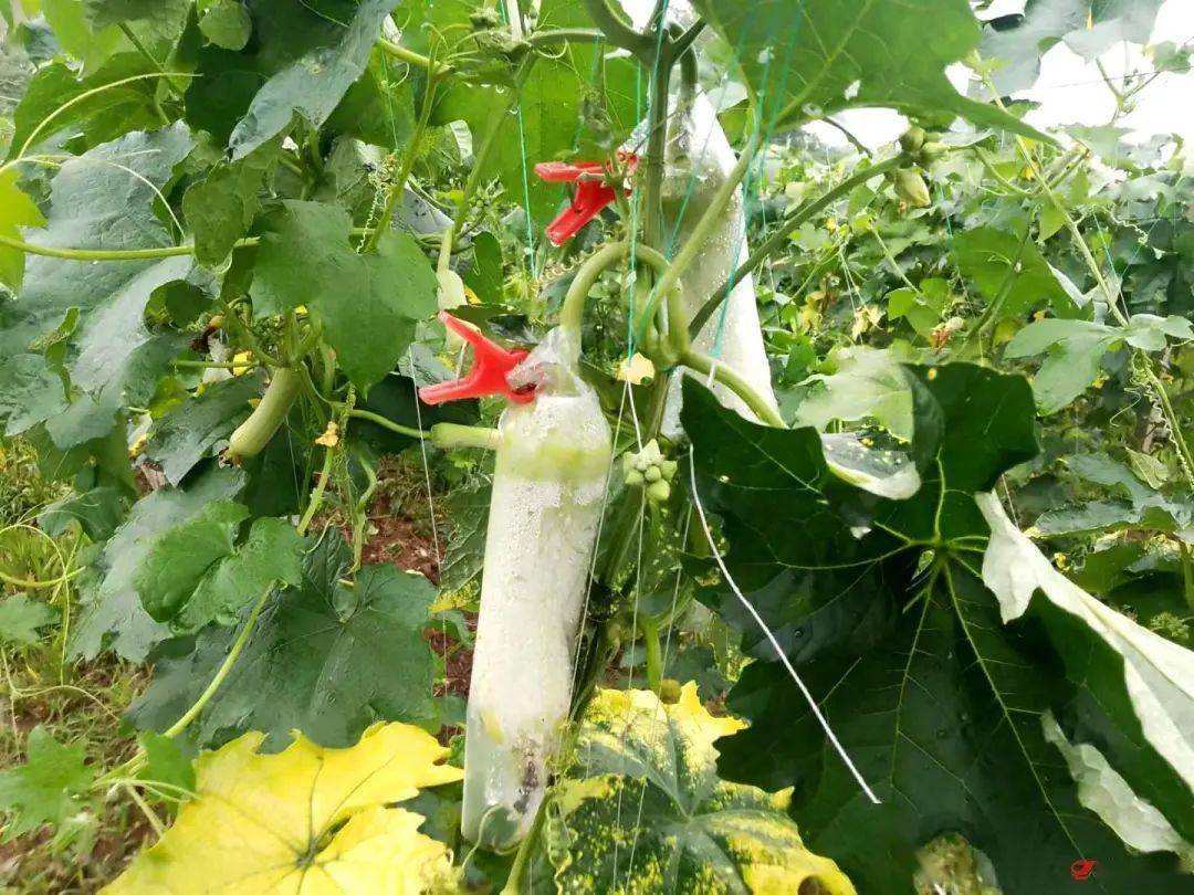 周争光从2015年就开始搞蔬菜种植,种植白关丝瓜也有多年的经验,是