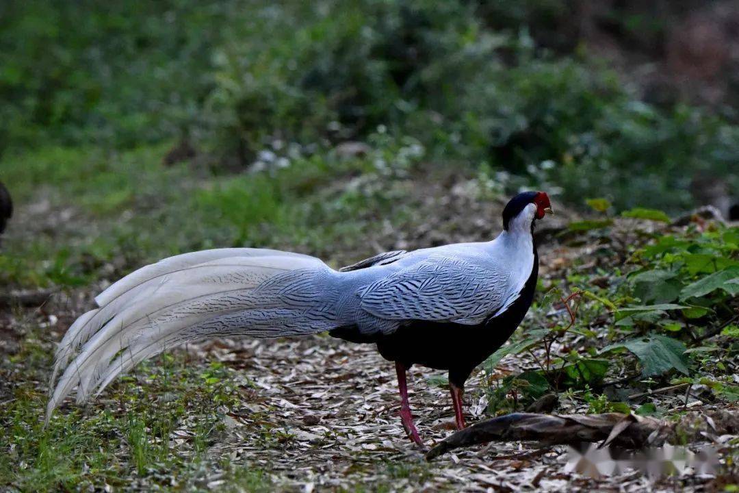 白鹇美丽的白凤凰