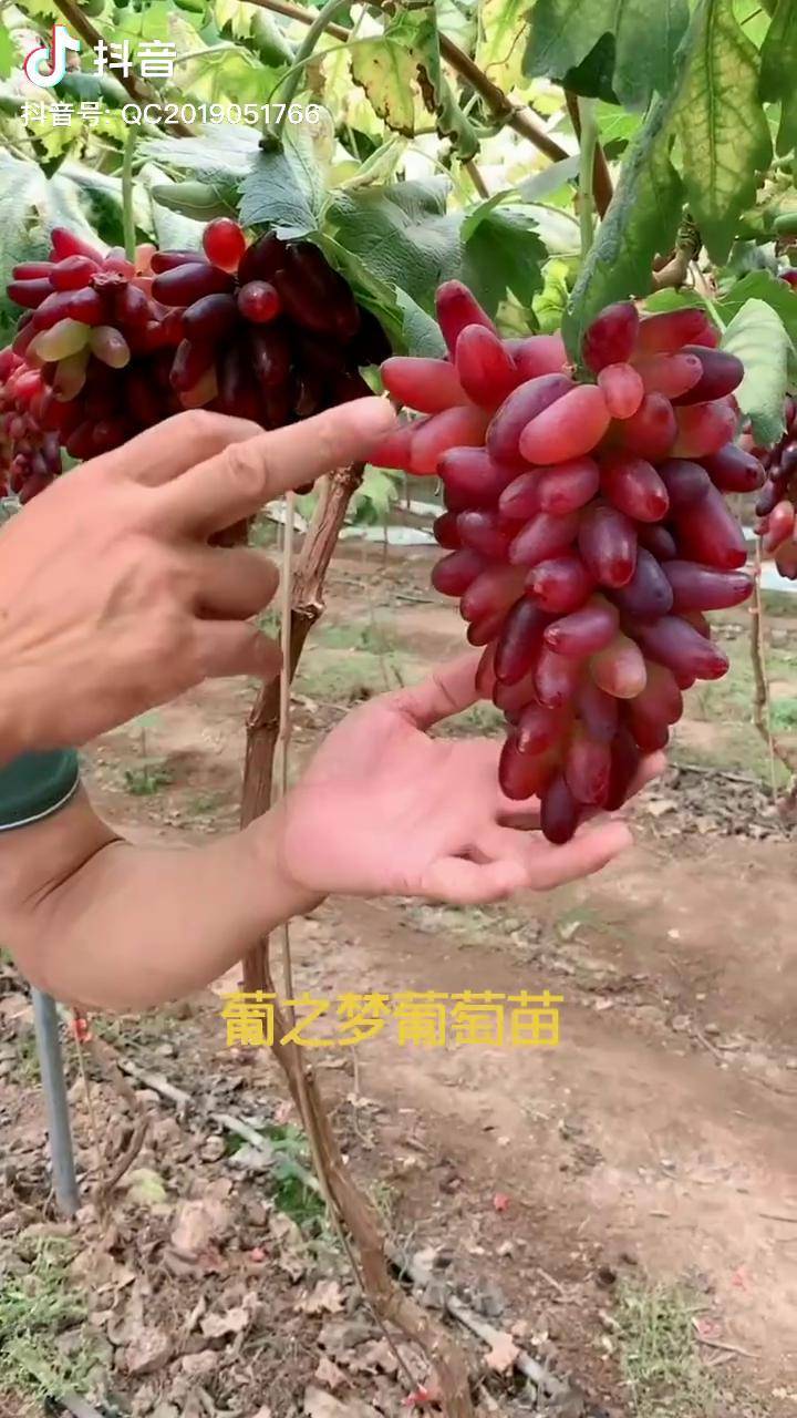 葡之梦葡萄既好看又好吃葡萄苗葡萄苗新品种葡之梦葡萄苗